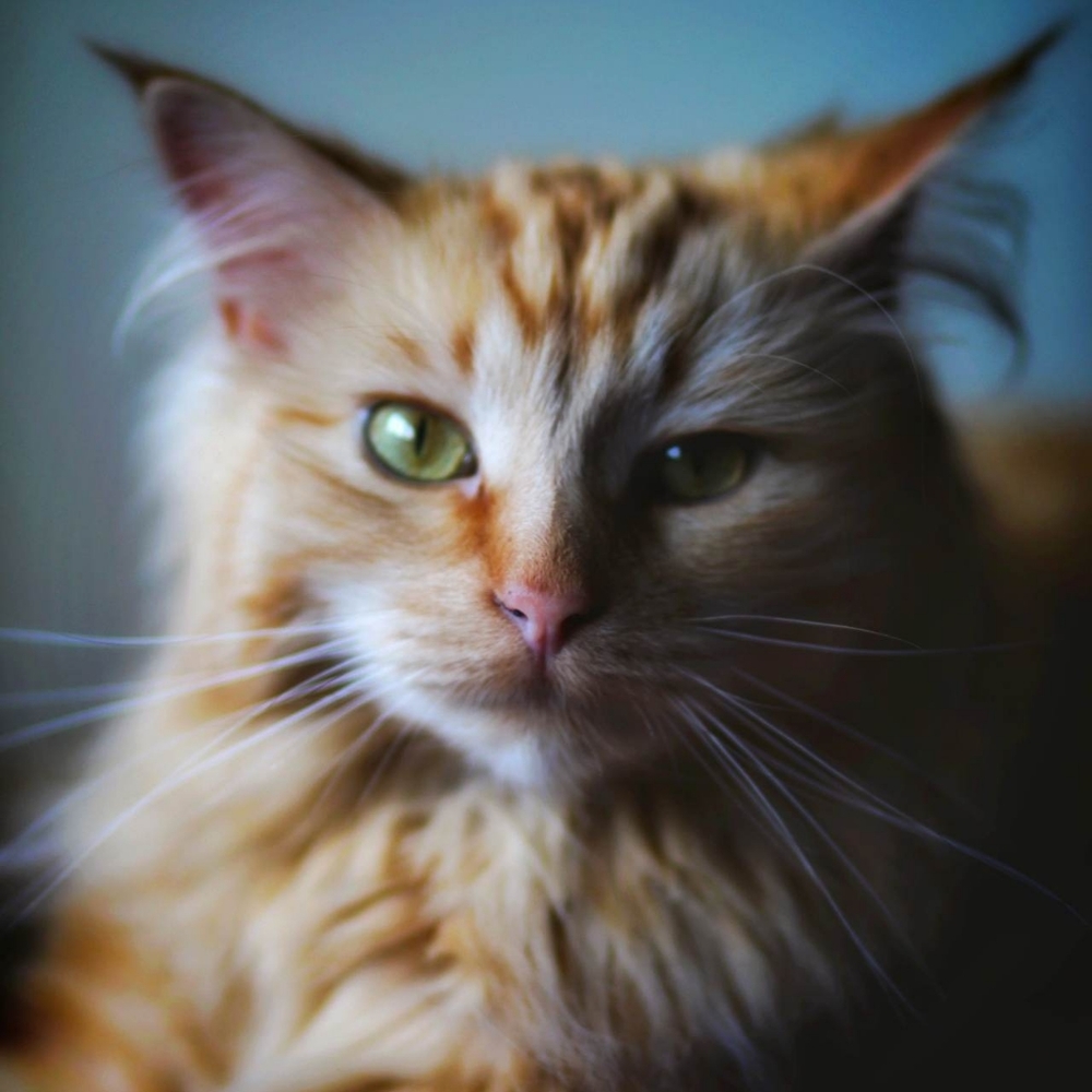 COPY - I am a pet friendly home